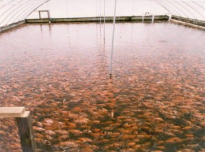 Irrigação Integrada com Criação de Peixes